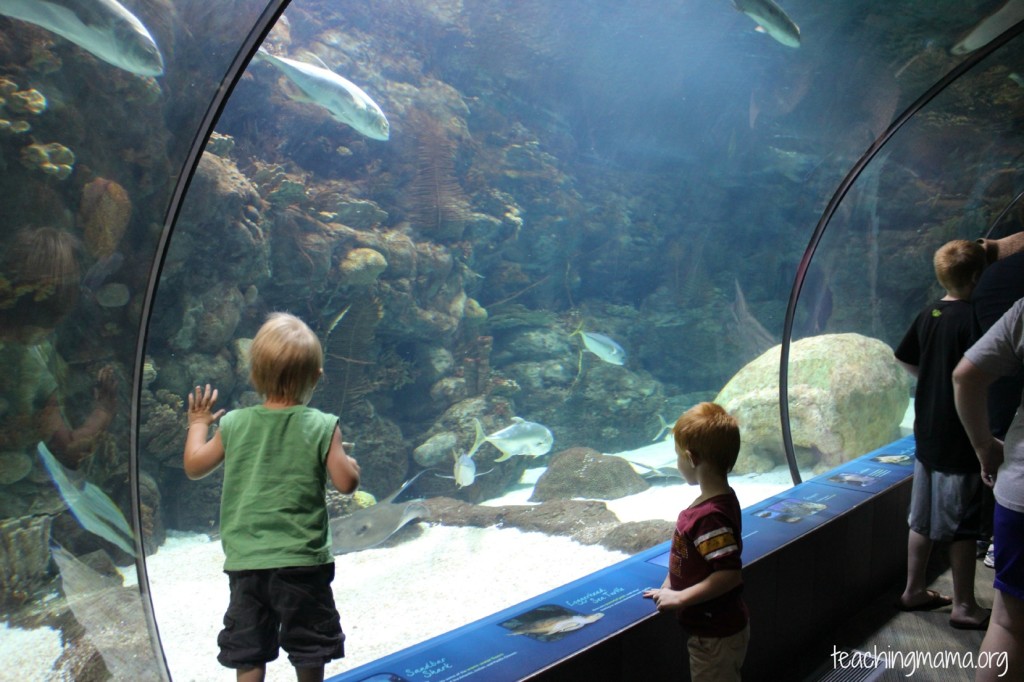 Aquarium at the Omaha Zoo