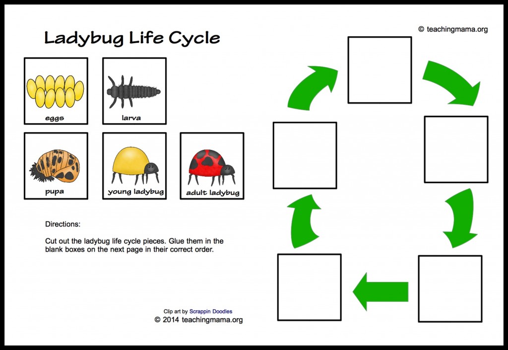 Ciclo de vida de la mariquita