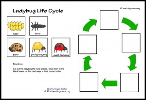 Ladybug Life Cycle Printables & Activities