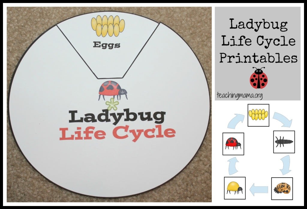 Ladybug Life Cycle Printables