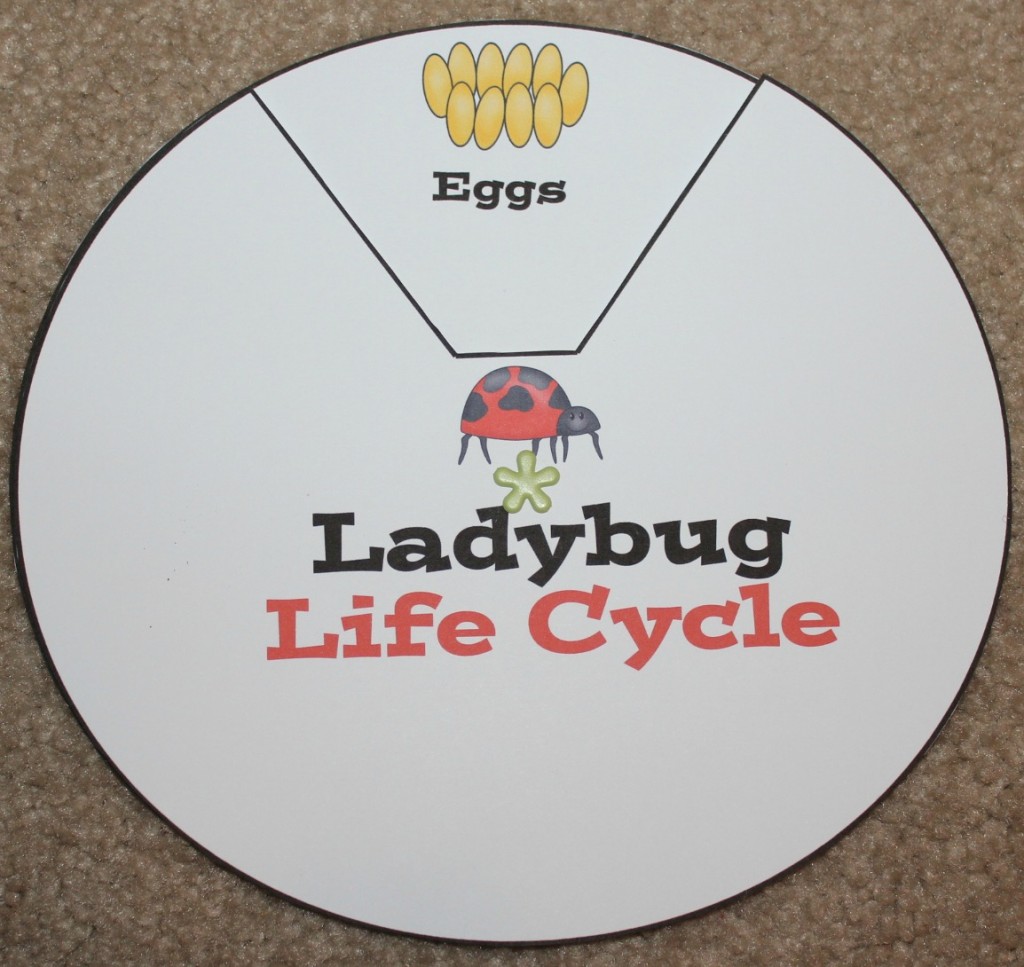 Ladybug Life Cycle