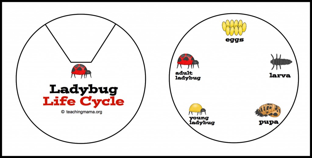 Cycle de vie des coccinelles