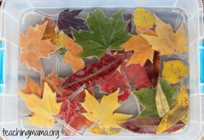 Laminated Leaves 