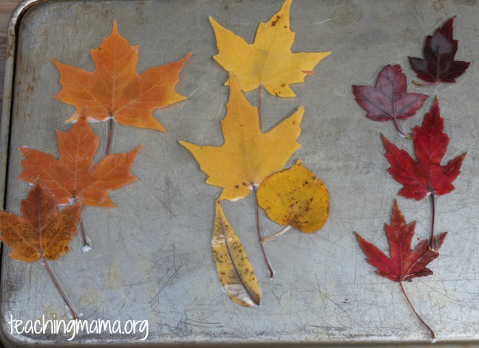 Color Sorting with Leaves