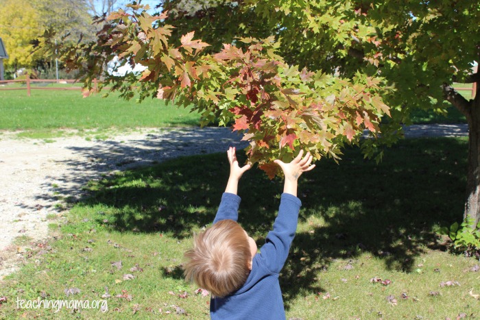 gathering leaves