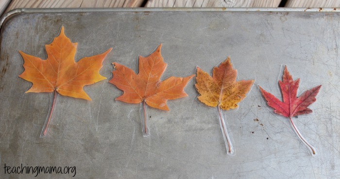 Sizes of Leaves