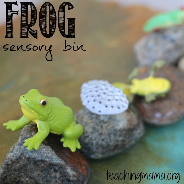 Frog Life Cycle Sensory Bin