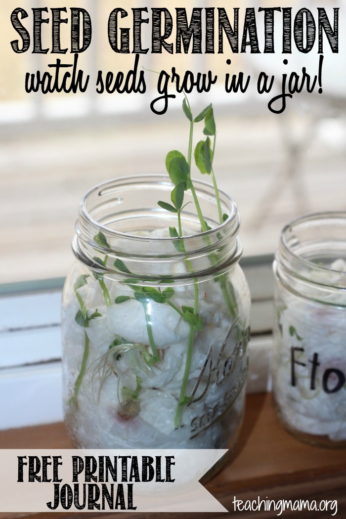 printable toddler free assessment Germination Activity a Jar Seeds in Grow