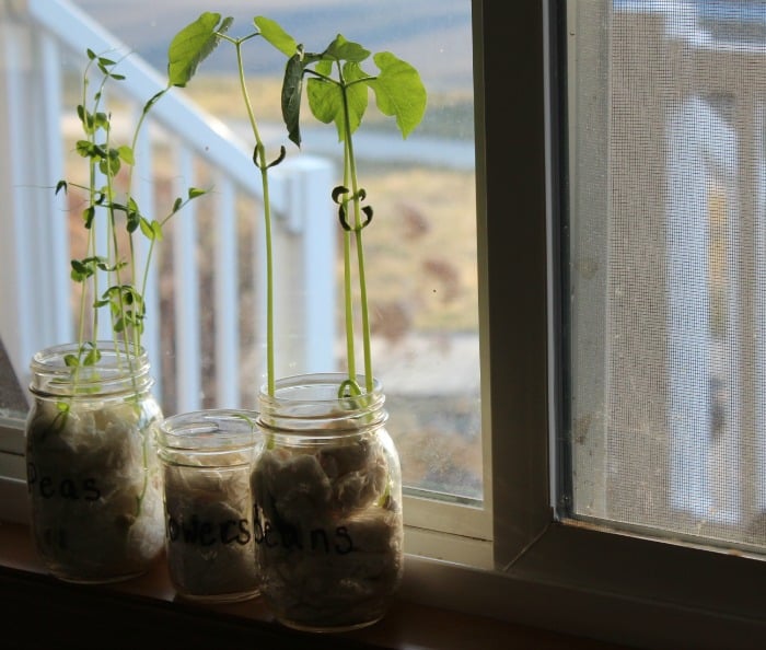 Germination Activity – Grow Seeds in a Jar!