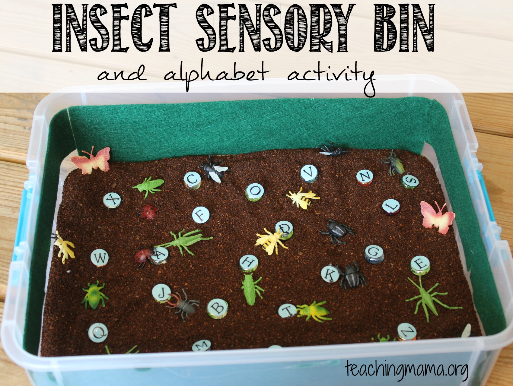 Insect Sensory Bin