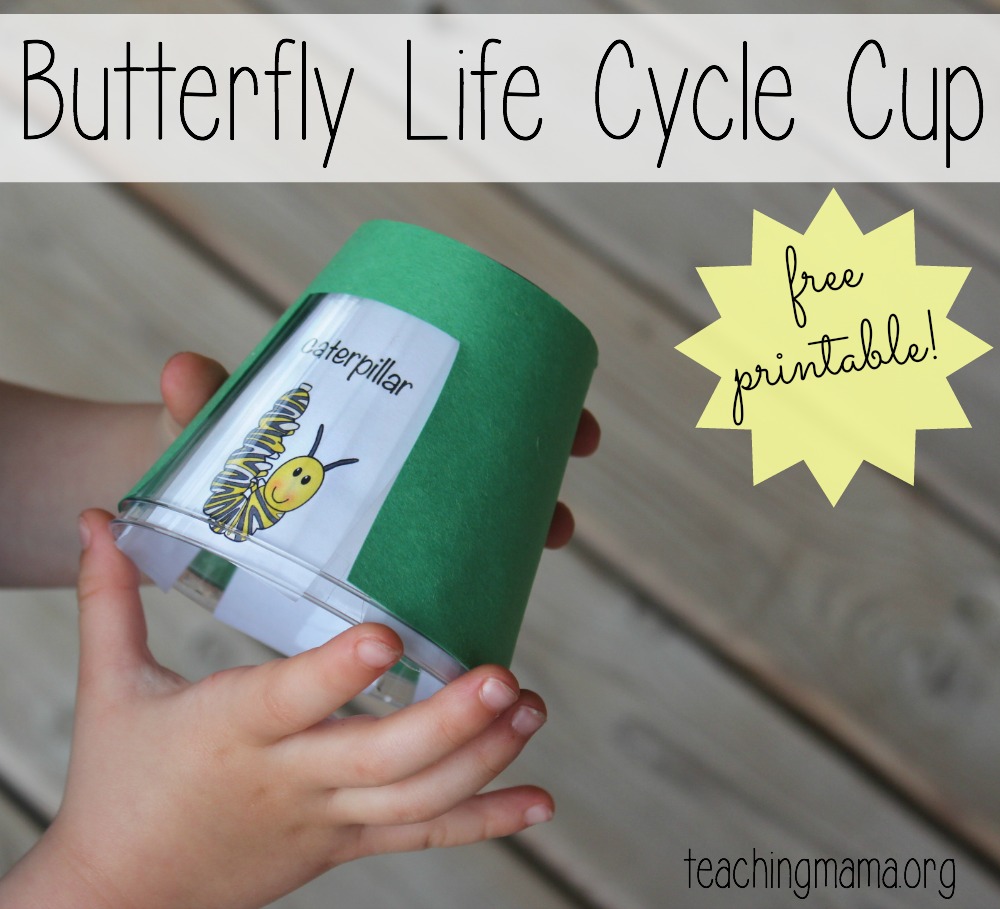 kindergarten worksheets life butterfly cycle Cup Butterfly Life Cycle