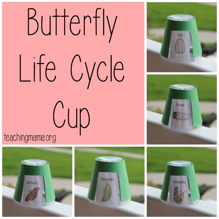 Butterfly Life Cycle Cup