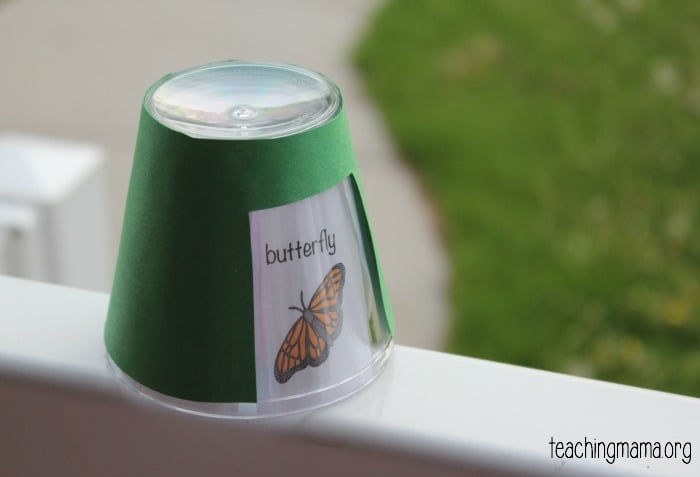 butterfly cup
