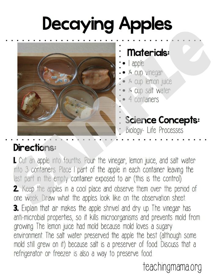 How Much Water Is in an Apple? Science Activity