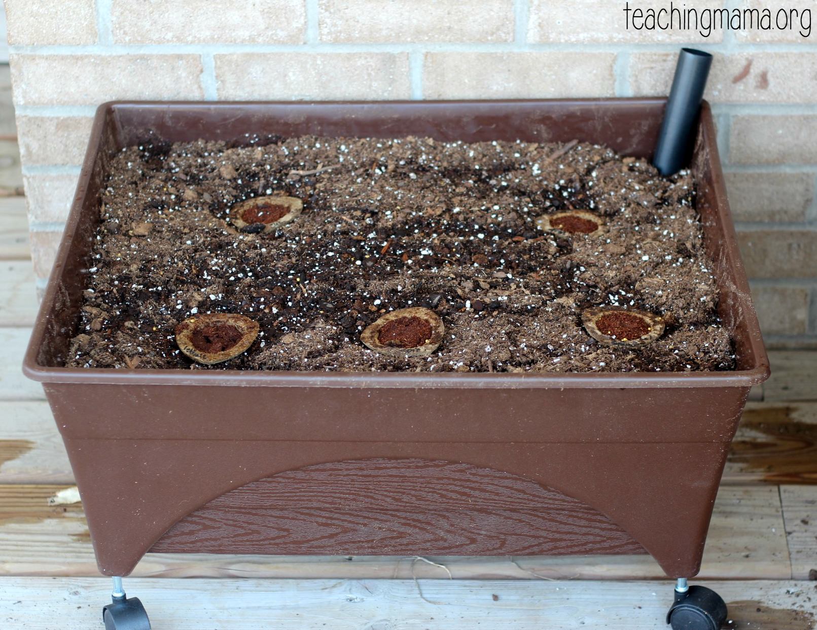 Garden with Gro-able seed pods