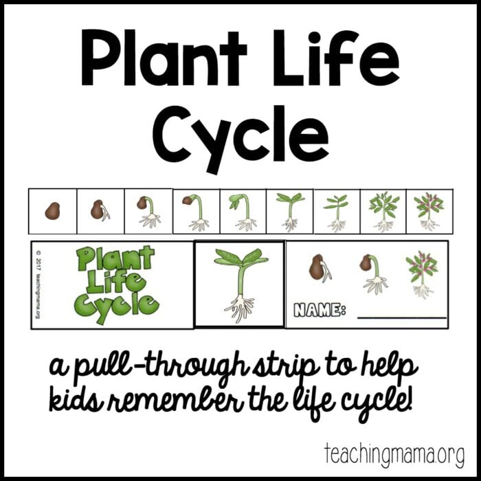 plant life cycle