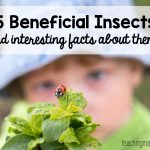 5 Beneficial Insects to be Happy You Have Around