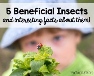 5 Beneficial Insects Facts
