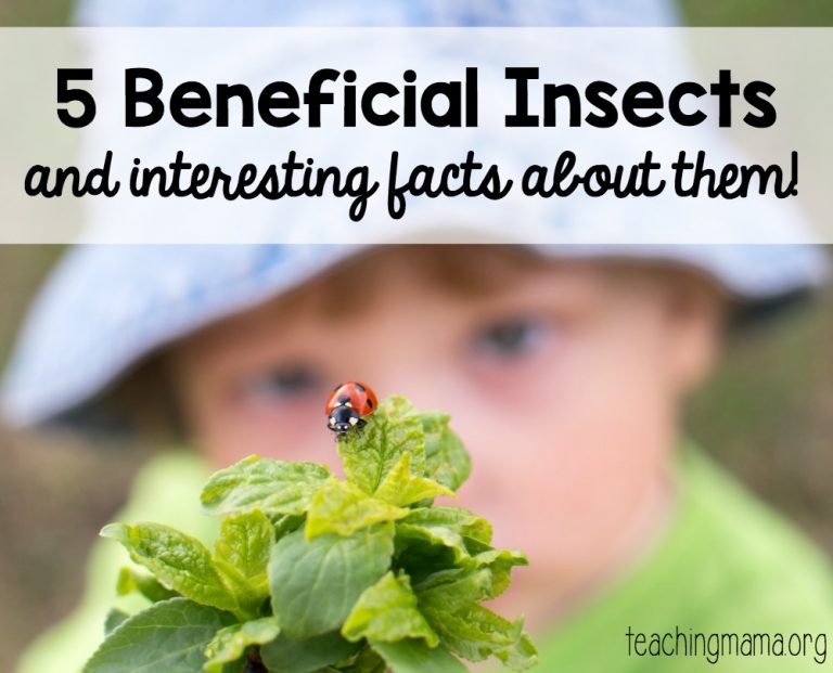 5 Beneficial Insects to be Happy You Have Around