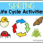 Spring Life Cycle Activities