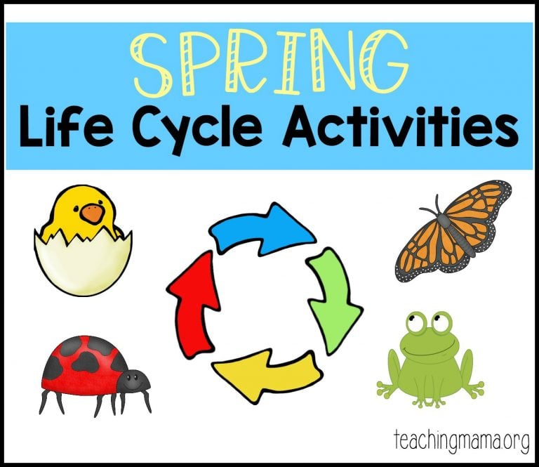 Spring Life Cycle Activities