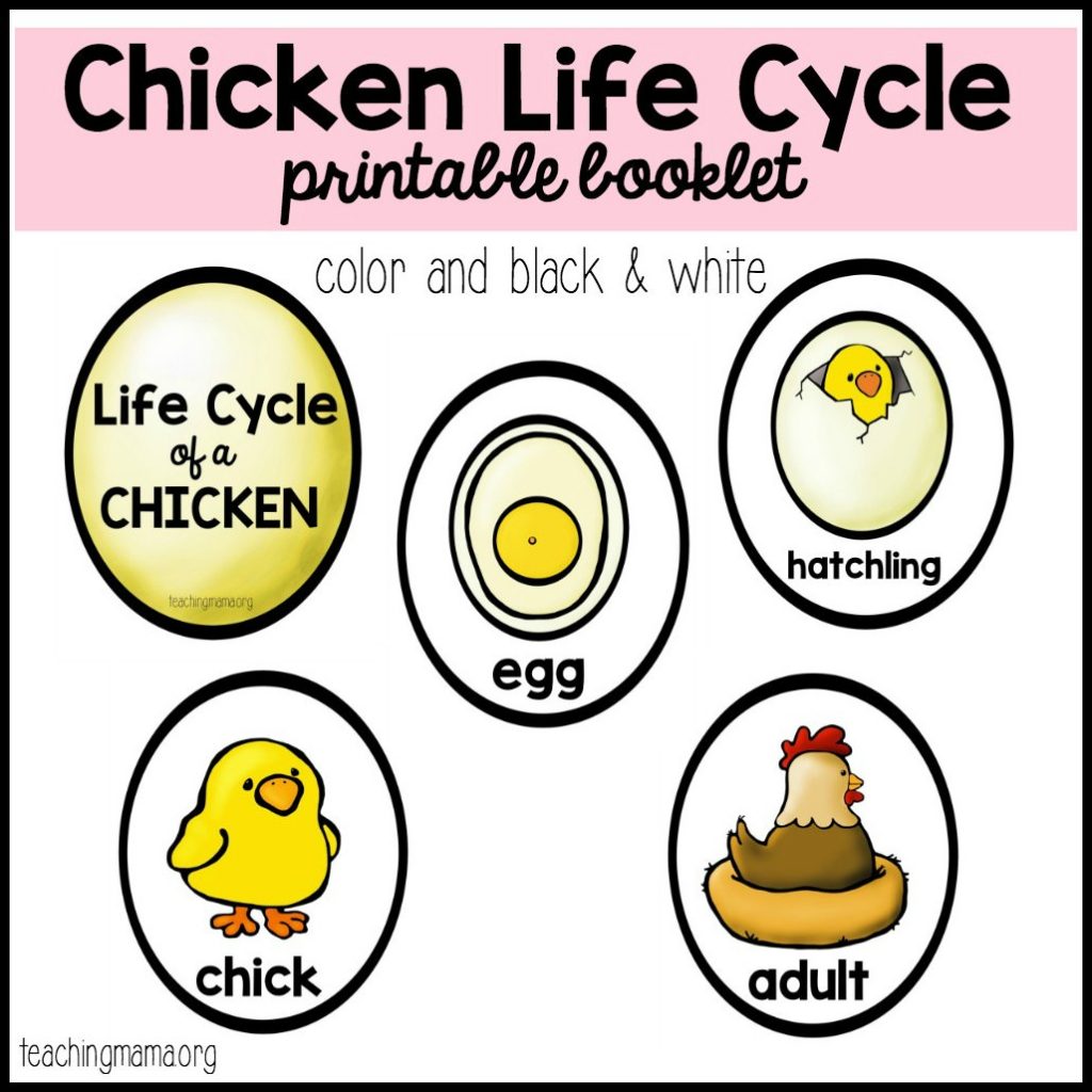 Chicken Life Cycle Printable