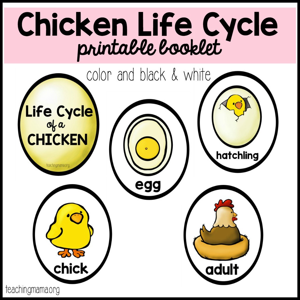 Chicken Life Cycle Printable