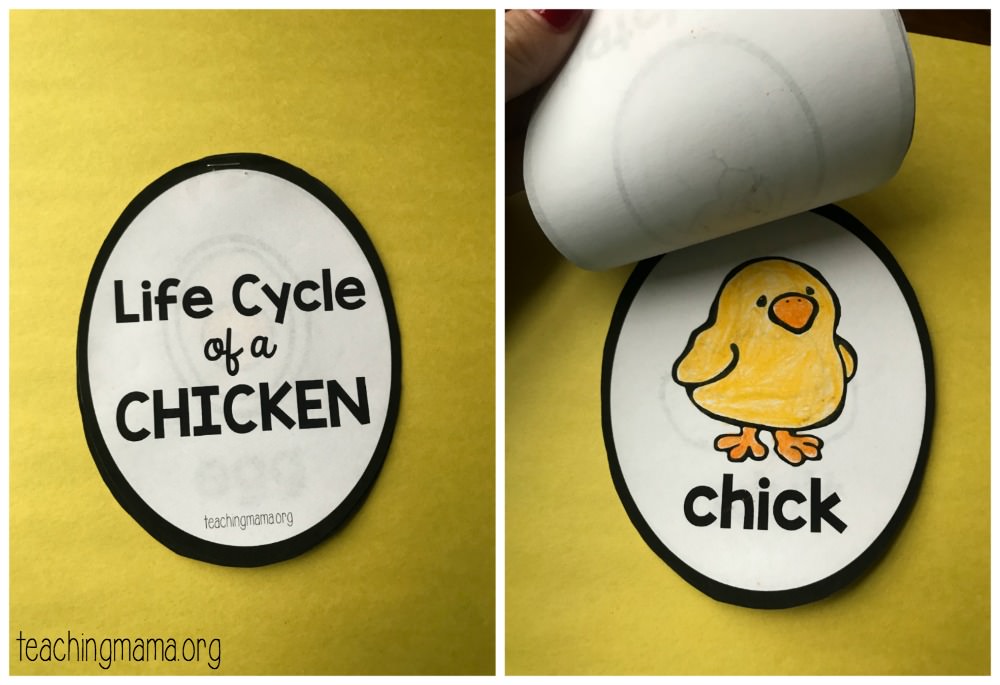 life cycle of a chicken craft