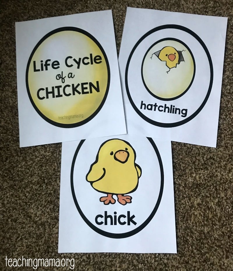 Chicken life cycle printable