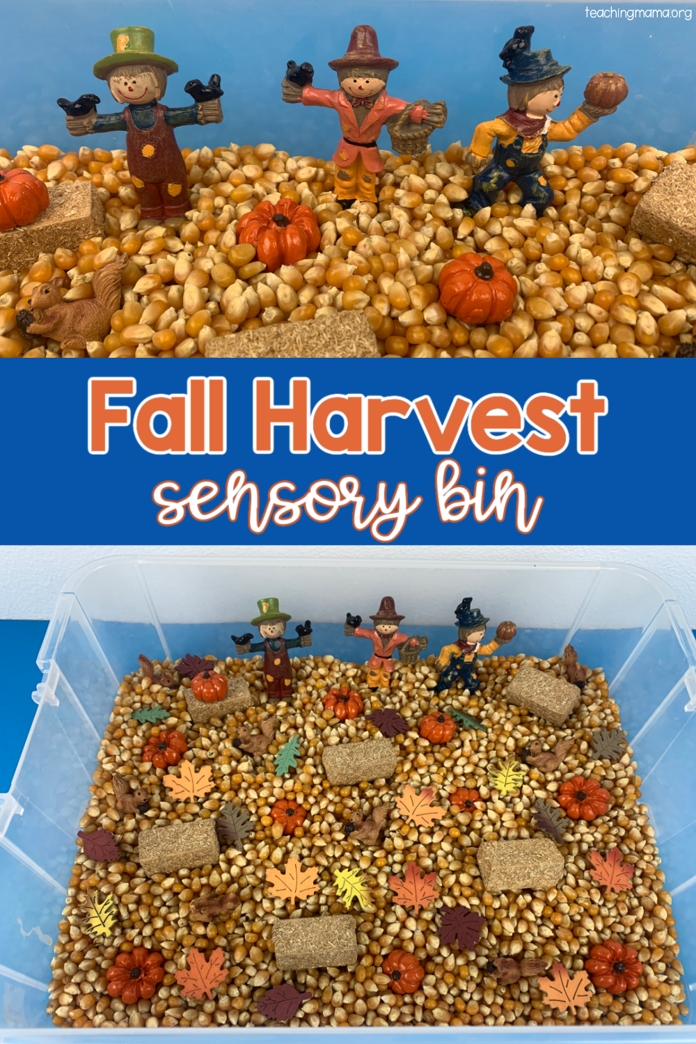 fall harvest sensory bin