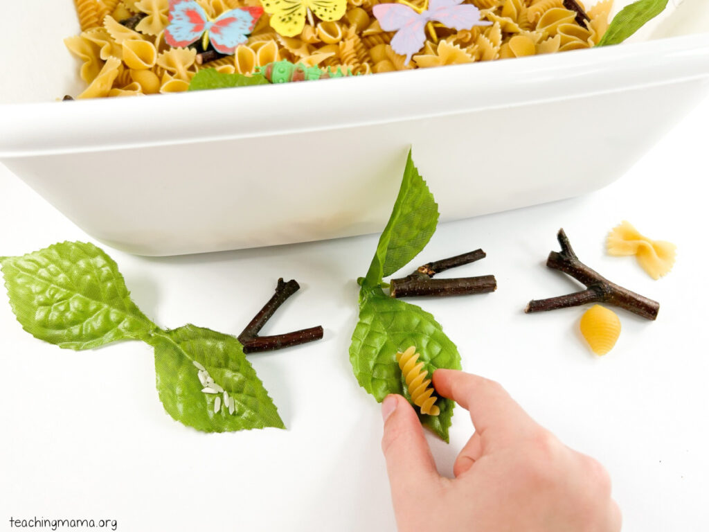 butterfly life cycle with pasta